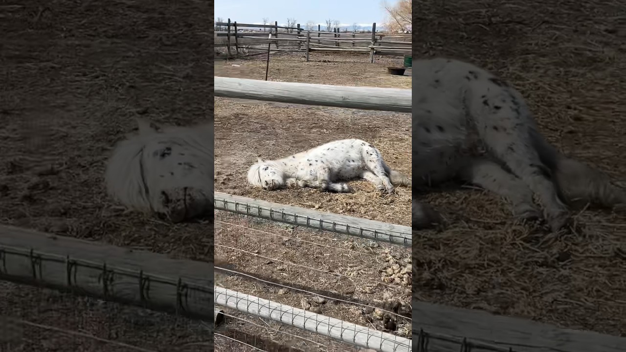 🥰 Old rescue pony gets a new life #trending #horse #rescue