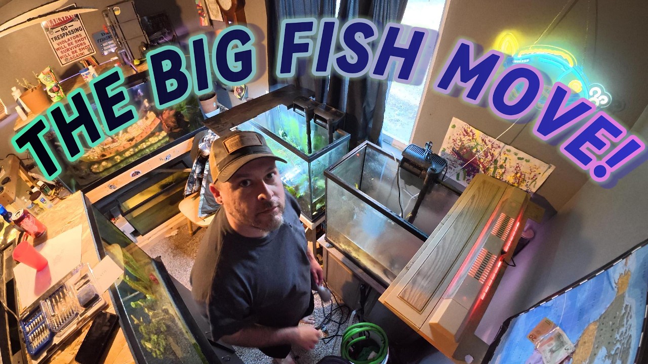 THE BIG FISH MOVE | Transferring Giant Fish to the 900 Gallon Tank + Frank Update