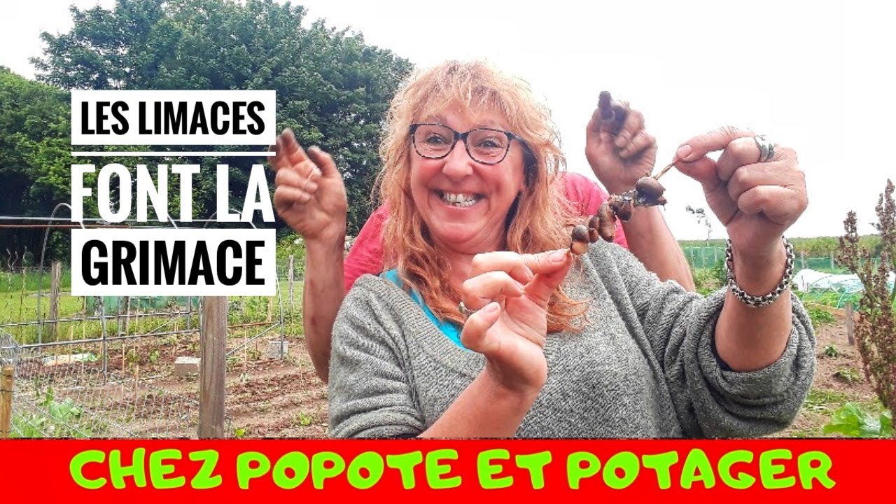 DÉBARRASSEZ VOUS DES LIMACES avec 👩🏼‍🍳POPOTEETPOTAGER👨‍🌾