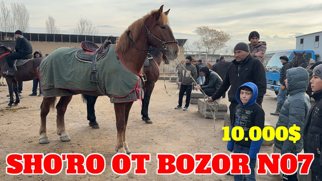 SHO'RO OT BOZOR 10000$ ULOG'I BOR OT VA BIYA CHEMPION TOY VA OTLAR TUSHDI BOZOR YONDI BUGUN.