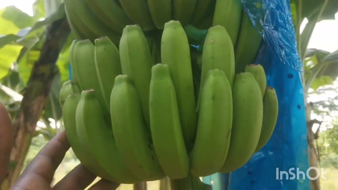 les techniques de production de la banane