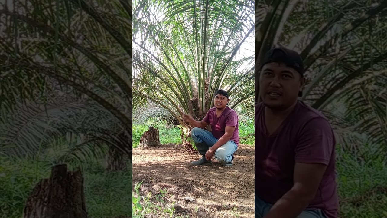 Perawatan kelapa sawit