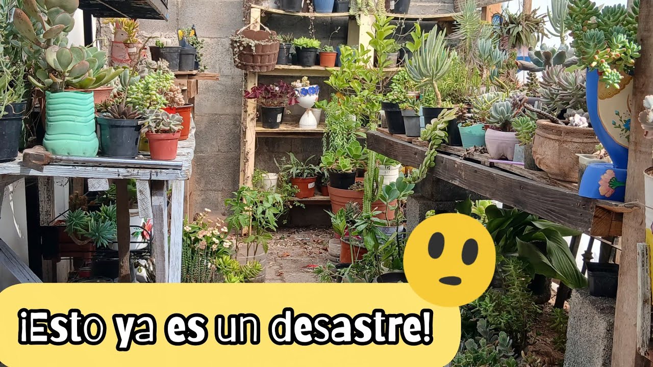 ¡Limpiando y Organizando el jardin! 🫢