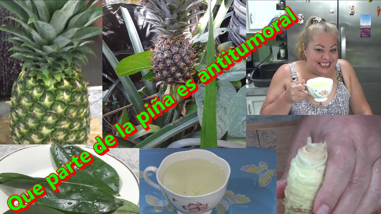 para que sirve el te de hojas de guanabana y hojas de pi&ntilde;a