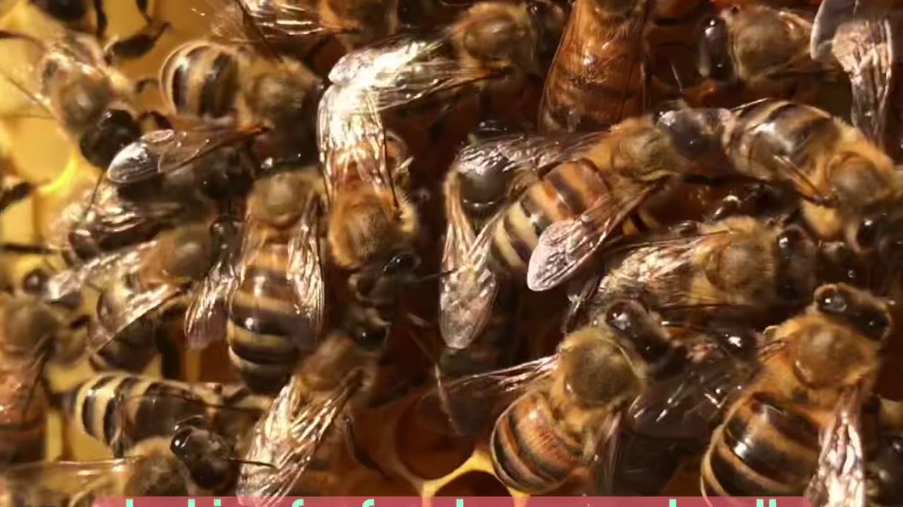 Bienenk&ouml;nigin legt Eier