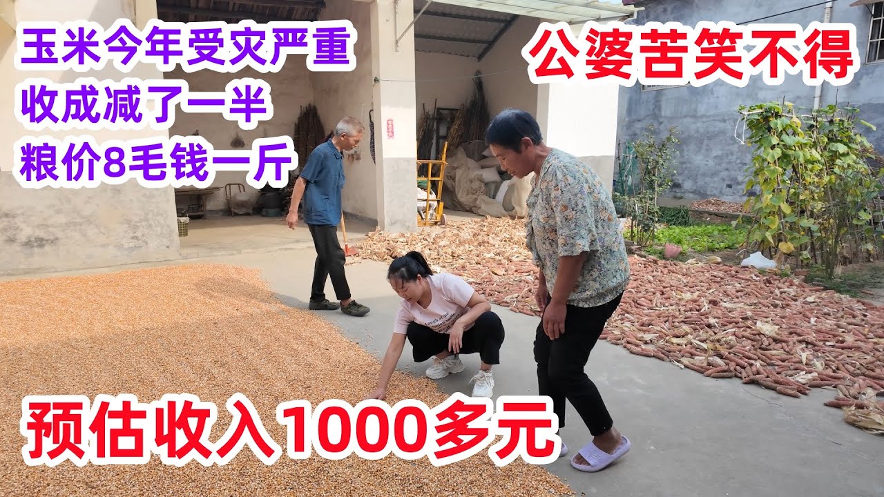 玉米今年受灾严重，收成减一半，粮价8毛钱一斤，半年收入预估1000多元，公婆哭笑不得