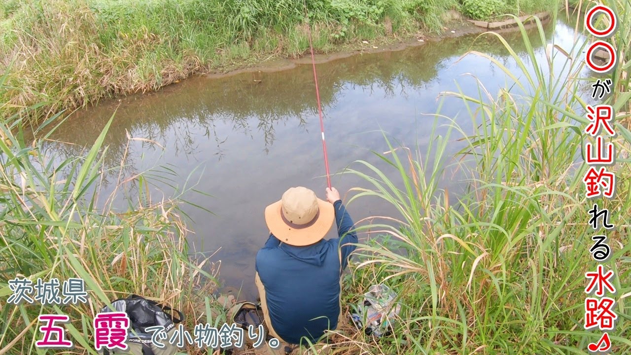 〇〇が沢山釣れる水路！  秋は水路の釣りにハマる！ 茨城県 五霞で小物釣り。