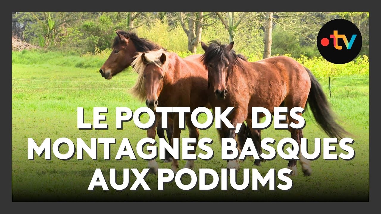 Petit pottok deviendra grand ! Le renouveau du robuste cheval basque