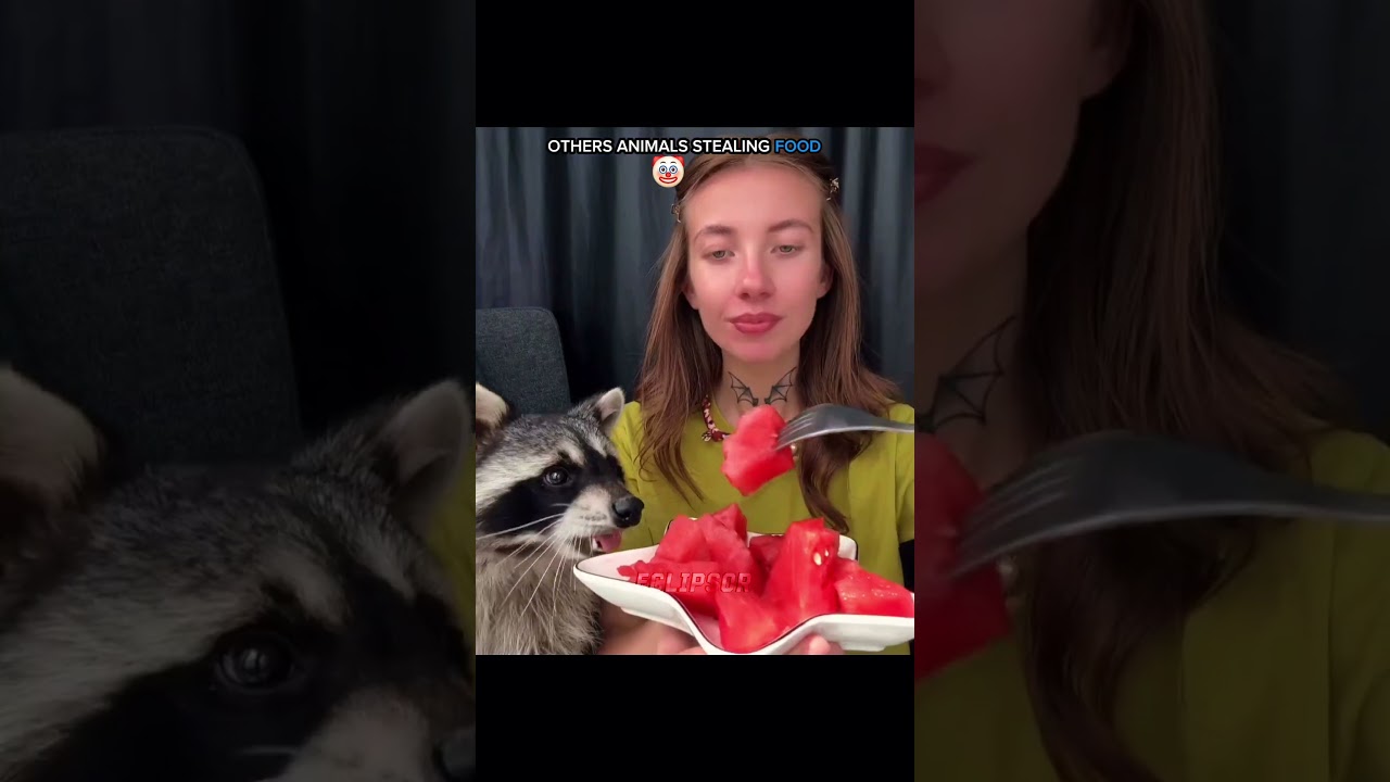 ANIMALS  STEALING FOOD☠️🤡 #edit #usa #animals