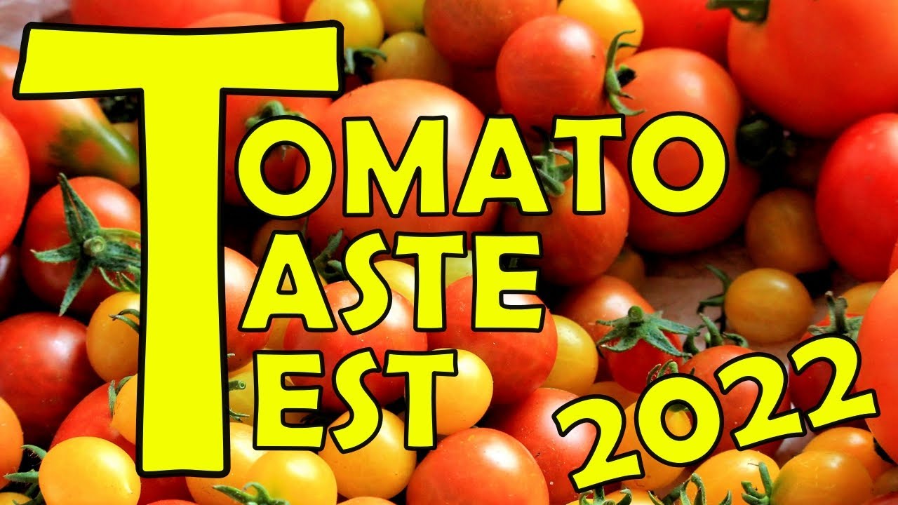 Tomato Taste Test 2022 - 12 Varieties