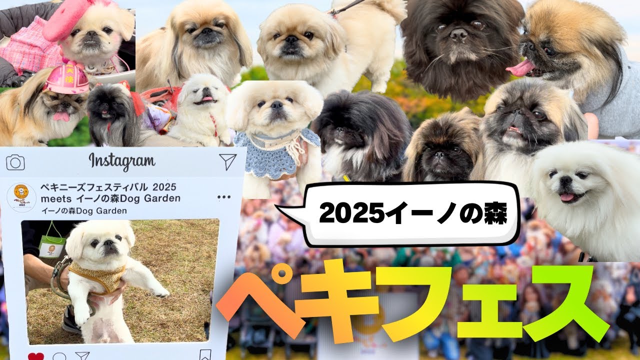 【神回】ペキフェスに出店したら最高すぎた...【2025イーノの森11.2ペキニーズフェスティバル】