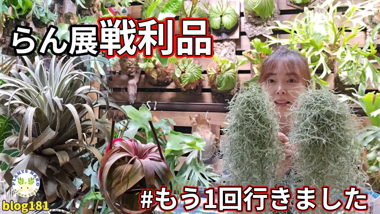 【買い時🌈】買わずに後悔した植物をしっかりゲットしてきました🌱