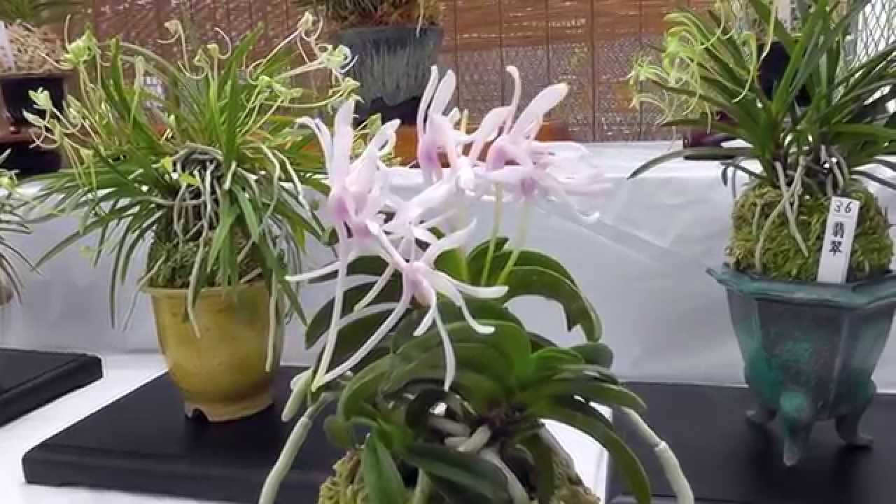 Neofinetia falcata orchid show, Fukiran Ten, in Japan
