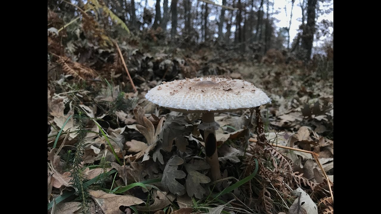 ESPECTACULAR BROTADA DE MACROLEPIOTA PROCERA, DICIEMBRE 2018