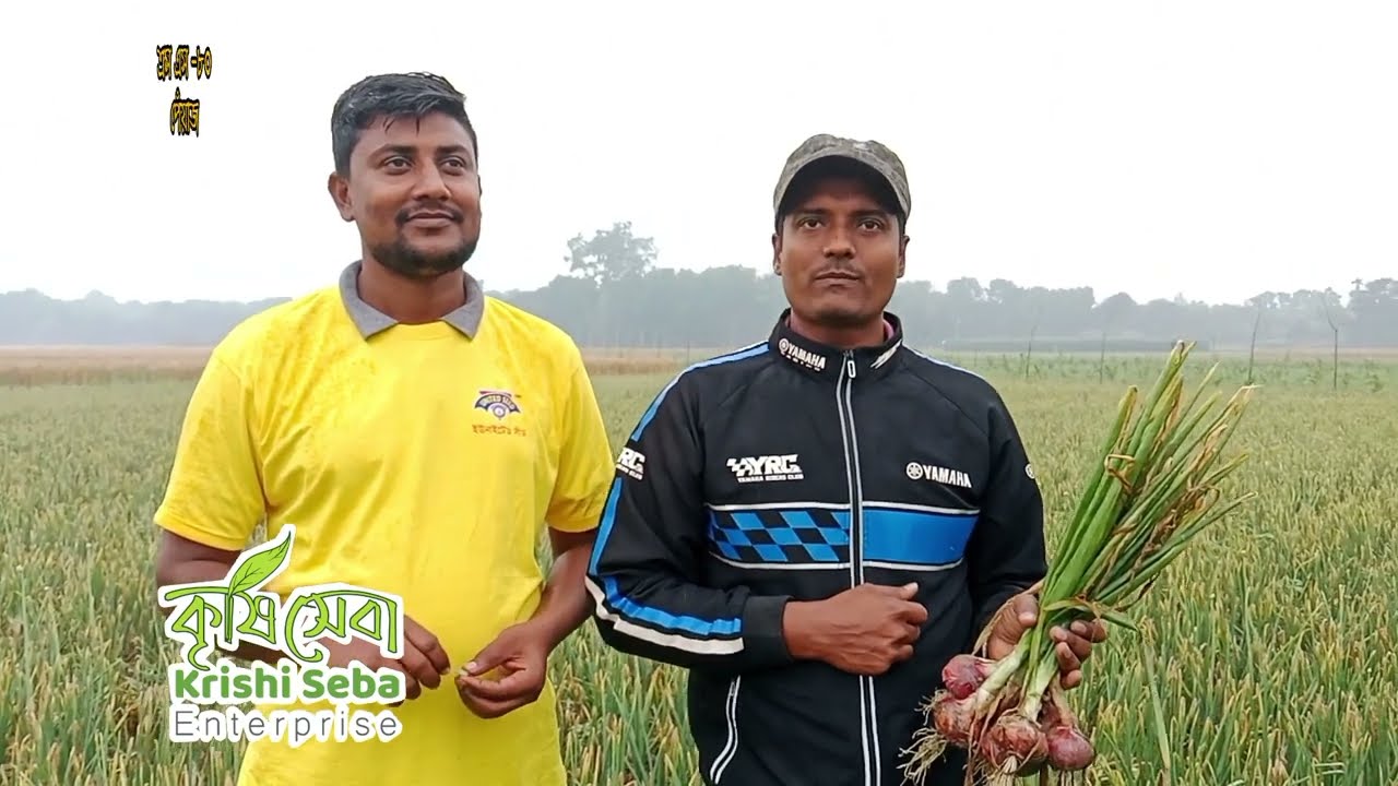 ইউনাইটেড সীডের ক্রস এস-৮০ পেঁয়াজের মাঠ রিভিউ। Krishi Seba Video || পাংশা,রাজবাড়ী।