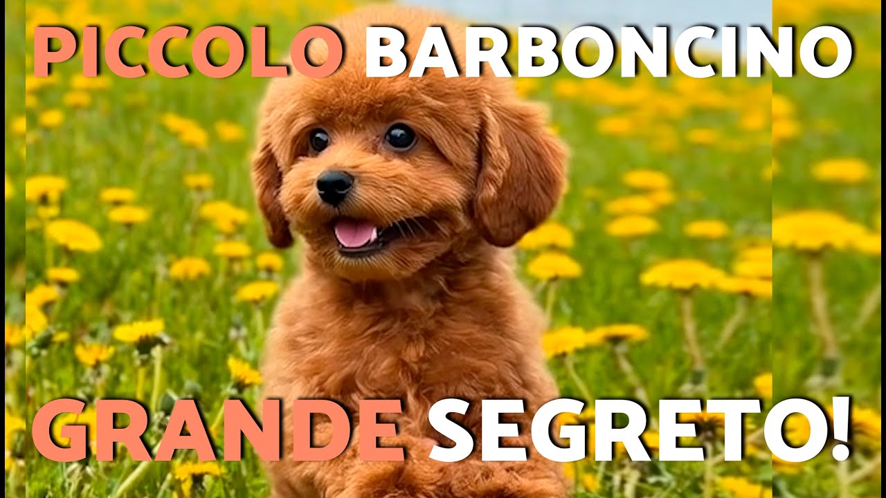 5 FATTI SCIOCCANTI sui BARBONI TOY che la maggior parte dei proprietari non CONOSCE 🐩😳