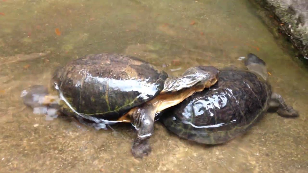 #shorts Turtles Romance  - Cute And Funny Turtles making love