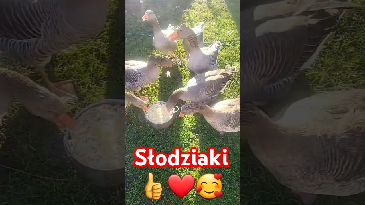 SŁODZIAKI PRZY JEDNYM GARNKU SMAKOŁYKI GĘSI 🥰❤👍