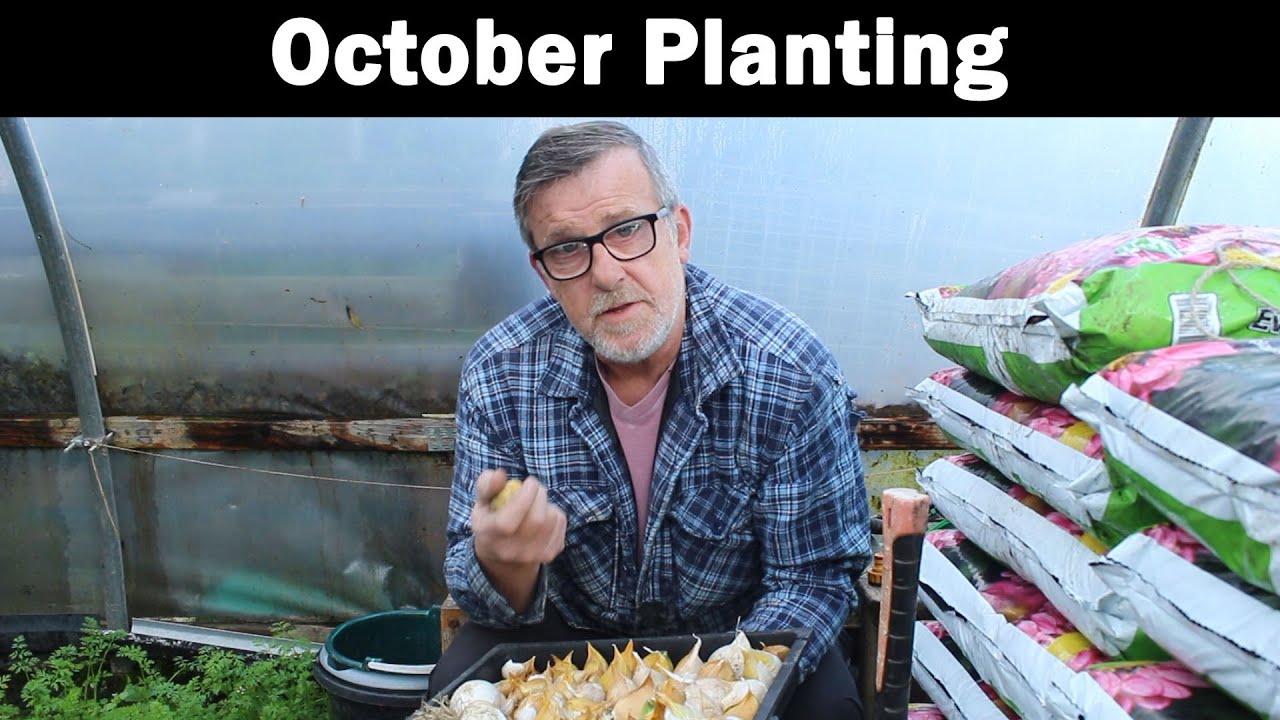 October Planting | Elephant Garlic | Spring Cabbage | Autumn Garden