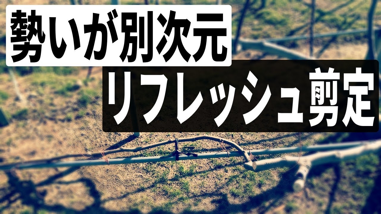 更新作業とリフレッシュ剪定を生産農家が詳しく解説と実演します　いちじくVlog　#12　2021