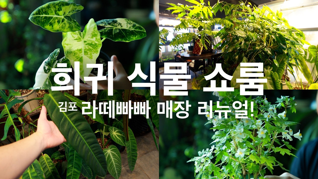 김포 양촌 희귀식물 전무 쇼룸 라떼빠빠 리뉴얼 오픈기념 방문기 / 요즘 예쁜 식물 추천 맛보기