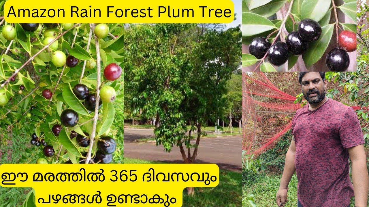 365 ദിവസവും പഴങ്ങൾ ഉണ്ടാകുന്ന മരം|Amazon Rain Forest Plum