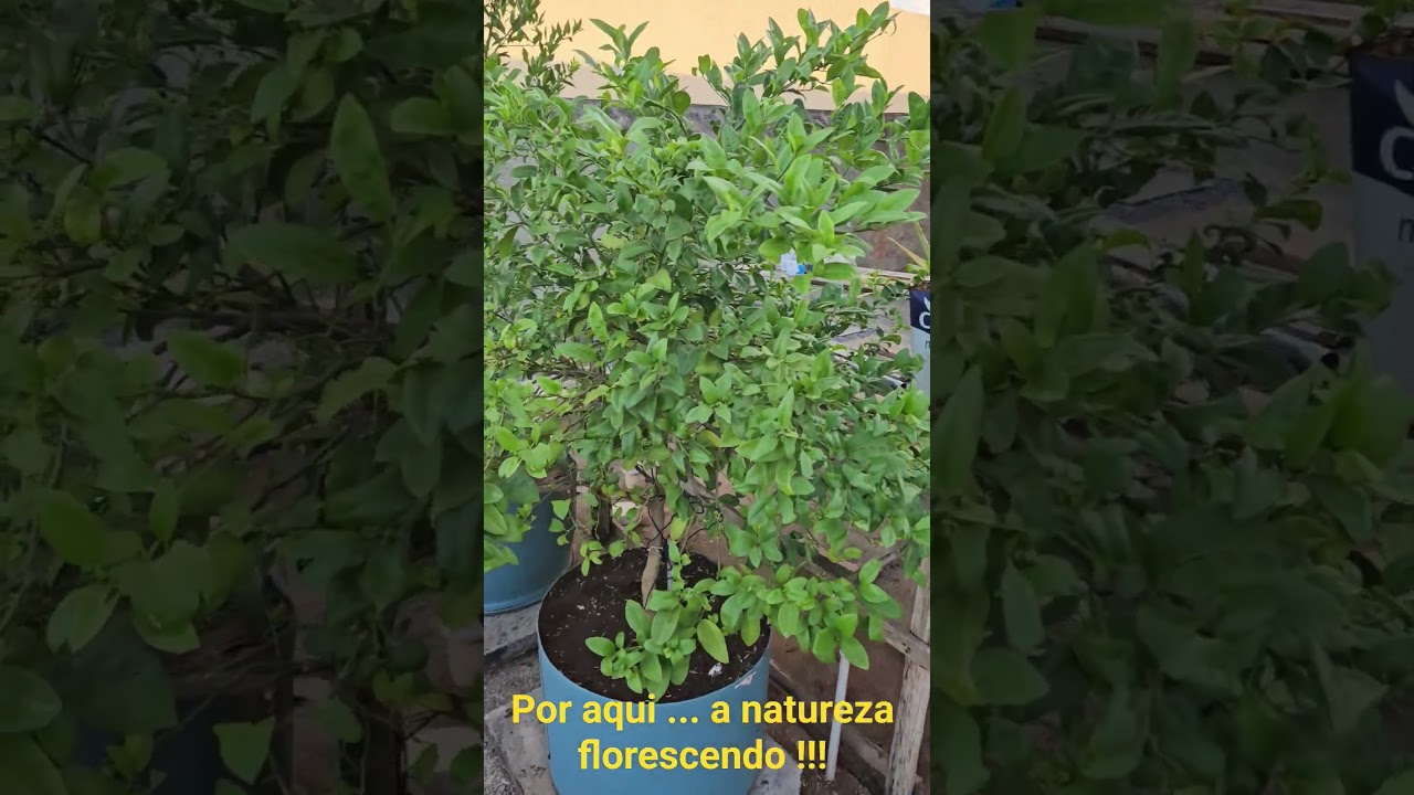 25 de julho de 2025