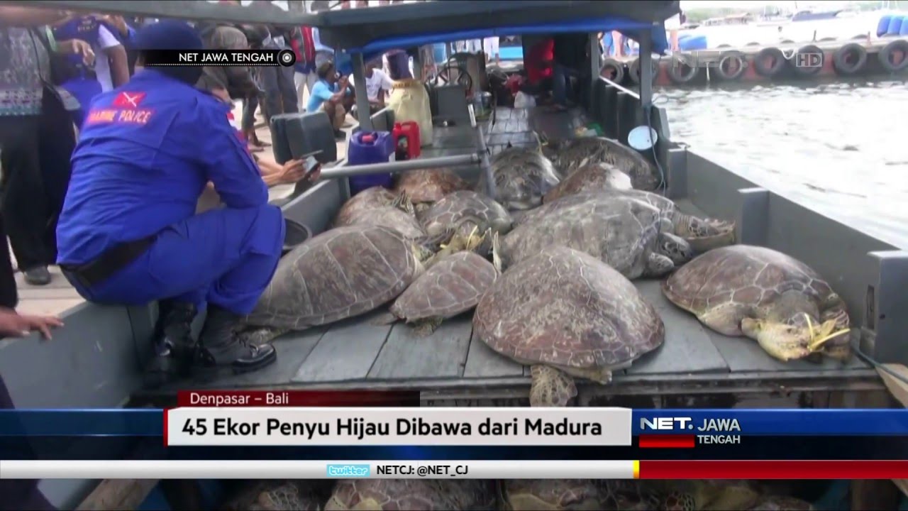 NET JATENG - PEREDARAN SATWA LINDUNG