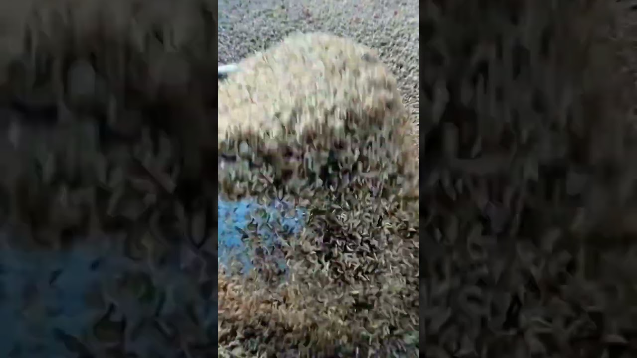 Unbelievable Harvest: A Sea of Tiny Fish!#fishharvest #marinebiology #fish #wildlife