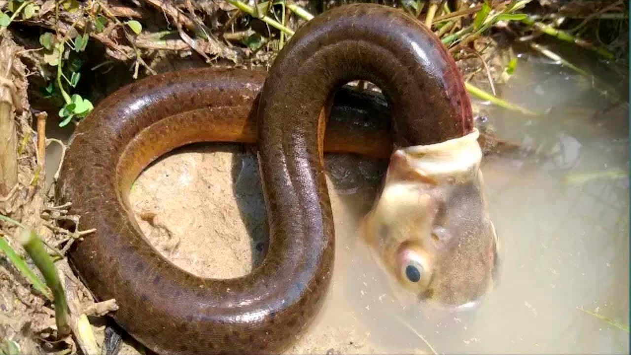 TOP 10 EXTRA&Ntilde;O COMPORTAMIENTO ANIMAL