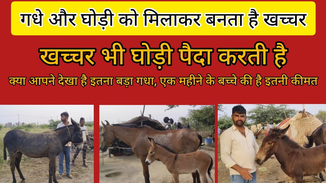 गधे और घोड़ी को मिलाकर बनता है खच्चर। पूरा वीडियो देखे। #ghodi