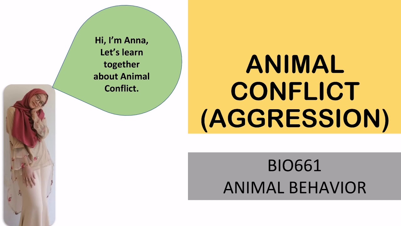 Animal Behavior (Animal Conflict)