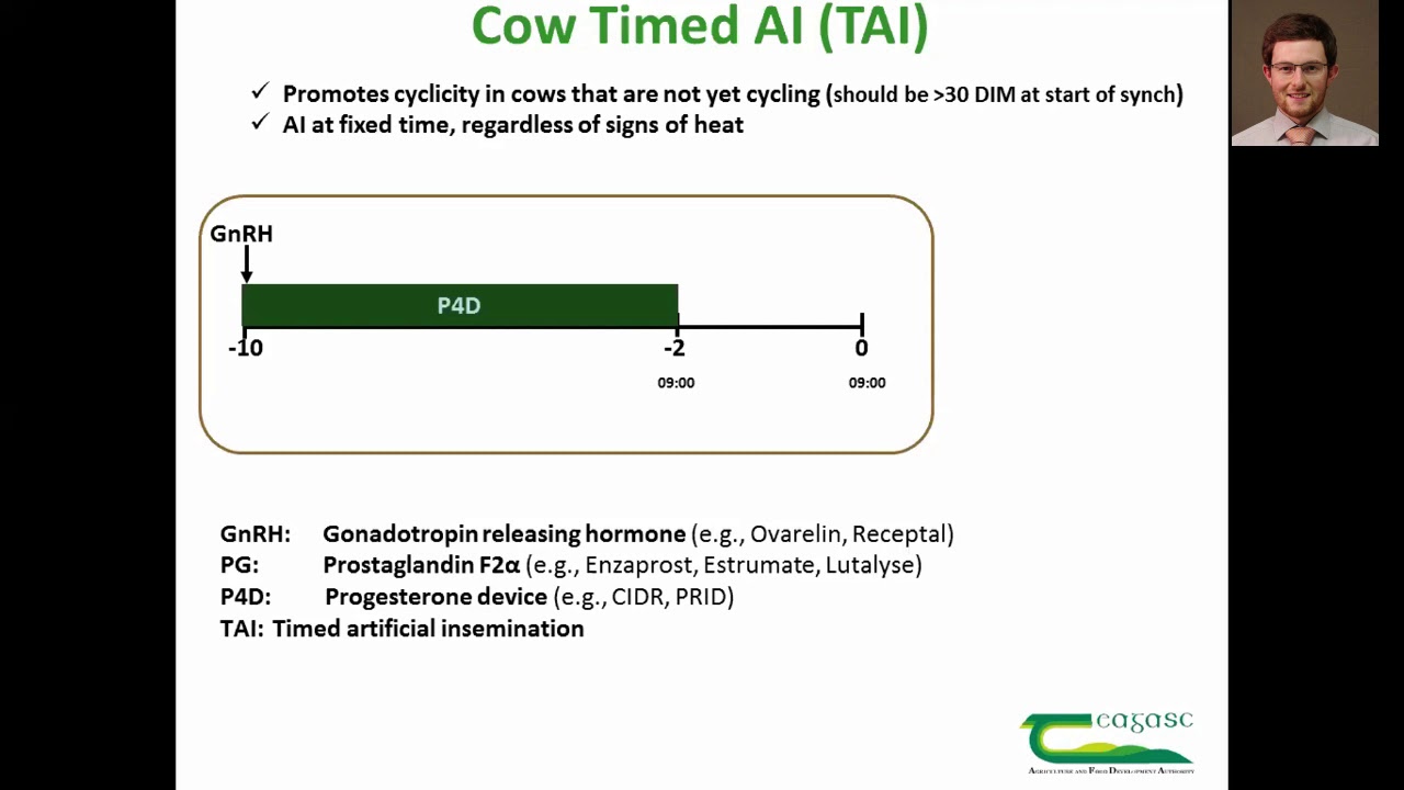 Timed AI protocol for non cycling cows - Stephen Moore