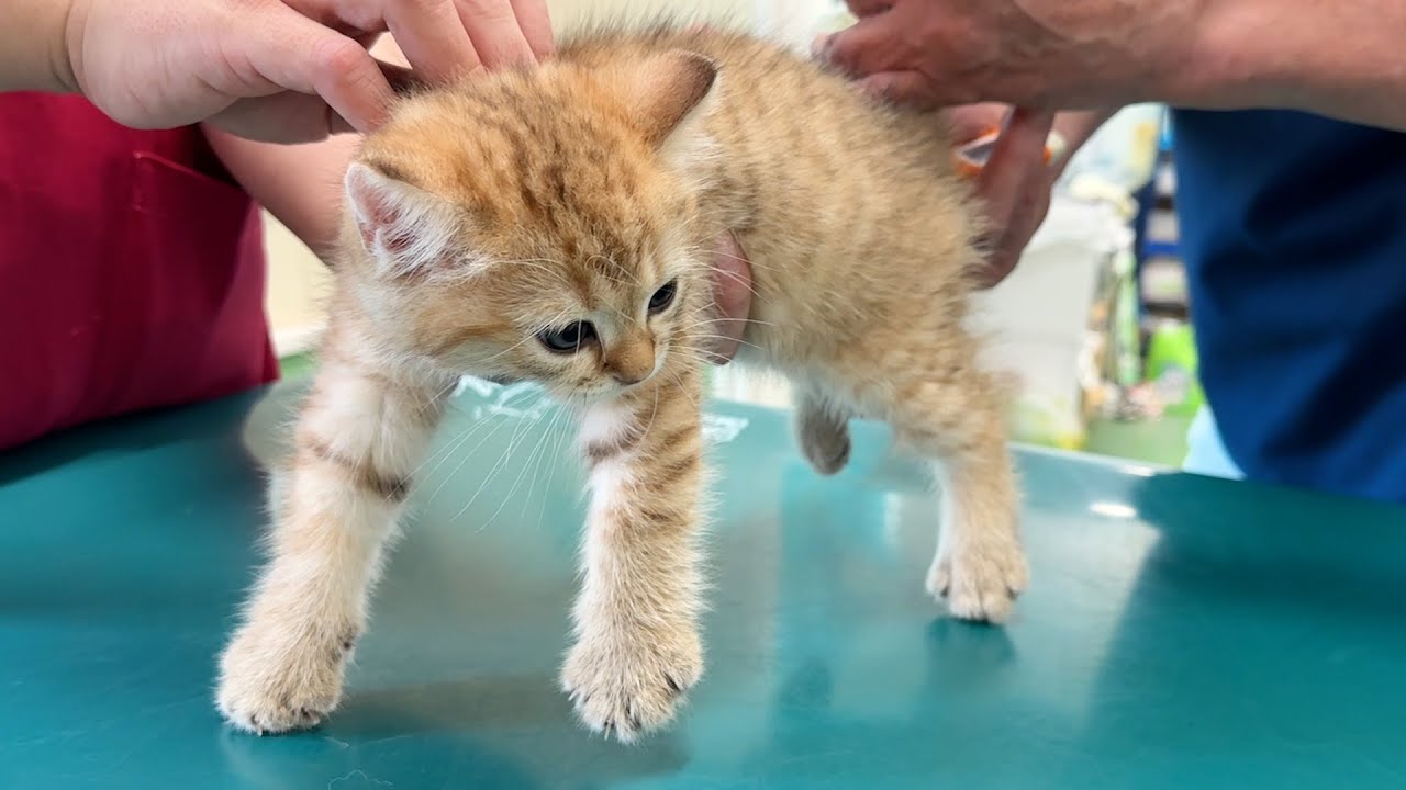 Kittens Chai and Mocha tried their first vaccination!