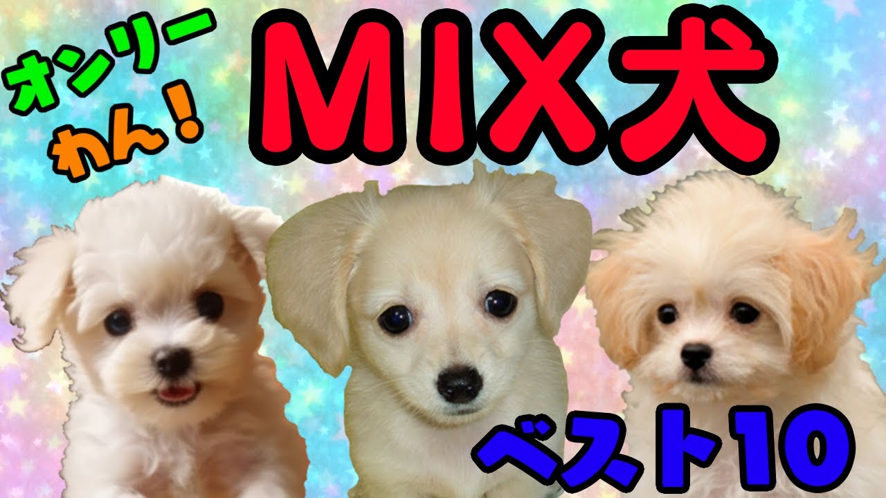 [ランキング]人気の ミックス犬種 ランキング ベスト10　2023年