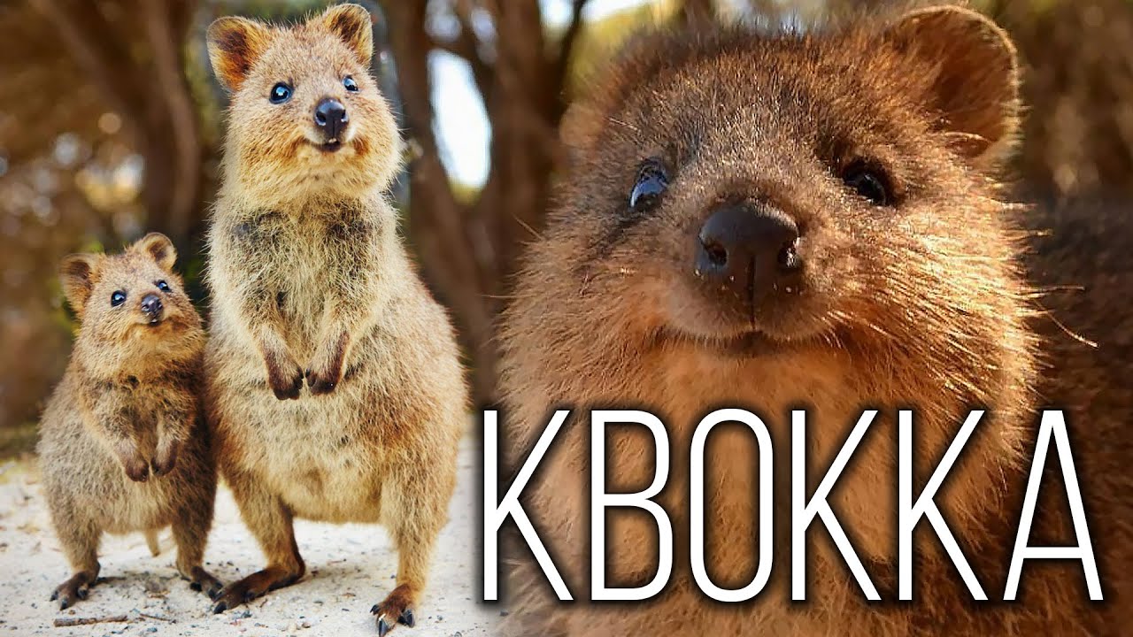 Квокка: Австралийский Улыбатор | Интересные факты про квокку