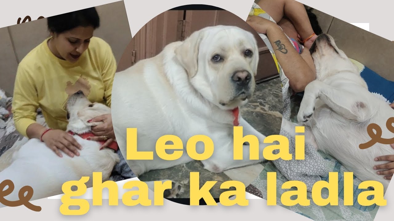 Leo Hai Ghar Ka Ladla ❤😘#subscribe #labrador #leo #love#dailyvlog #leowithmumma vlog