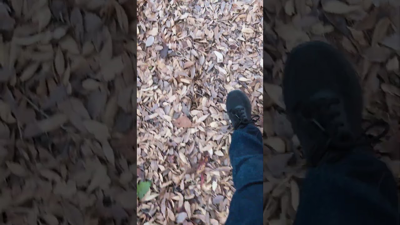 Walking on the yellow dried leaves! Great sounds 😱 