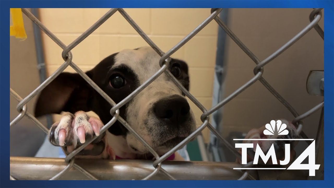 Local animal shelters prepare for 100+ animals impacted by Hurricane Helene