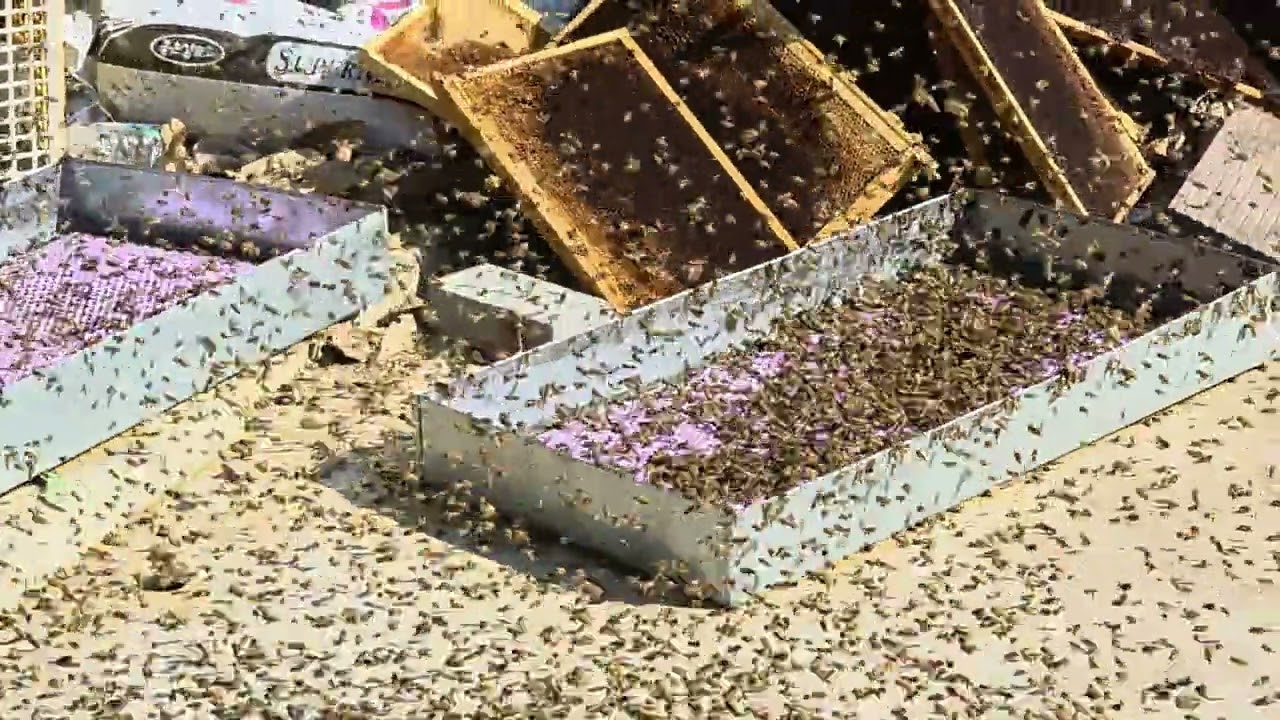 봄이네요 벌들이 야단났습니다