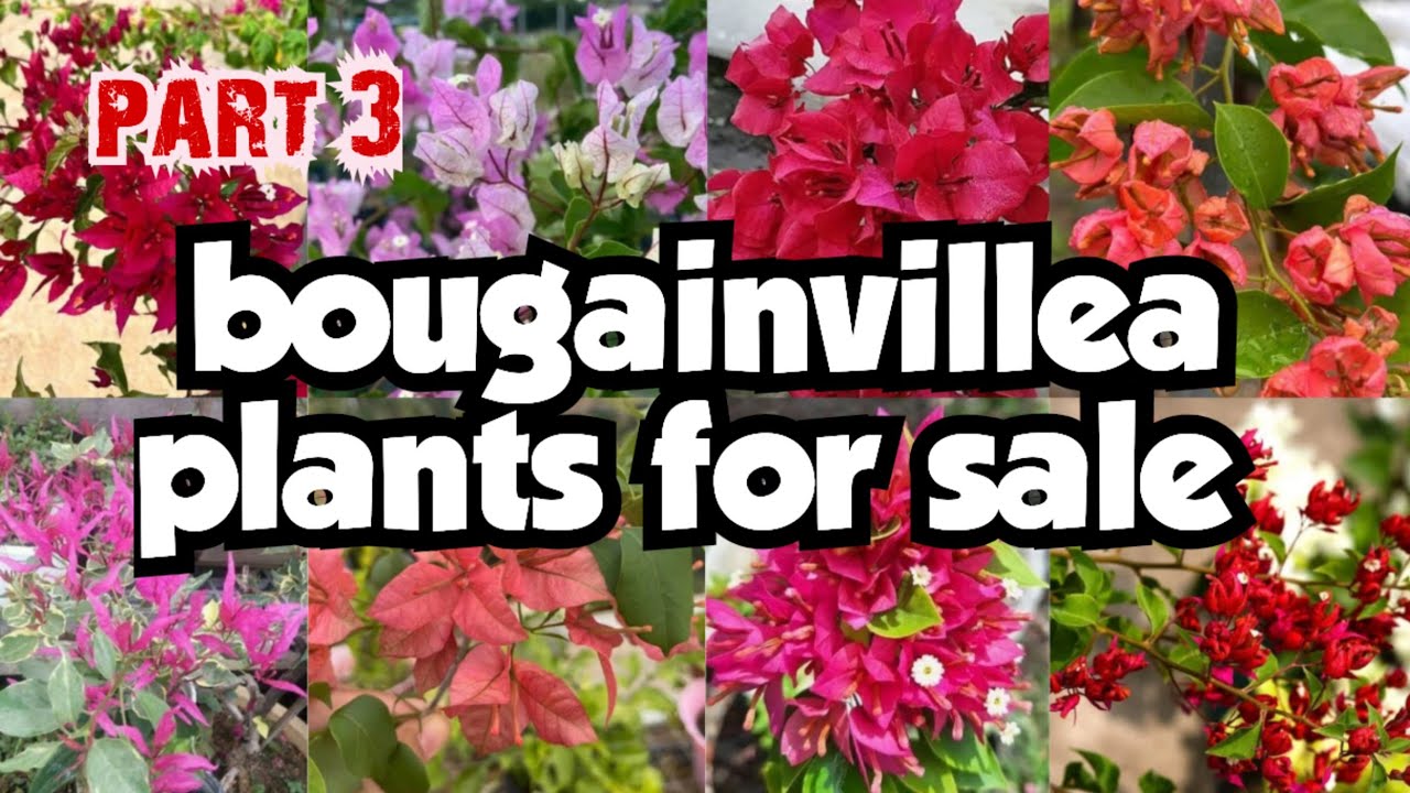Bougainvillea plants for sale||sera's gardens||01-02-2026