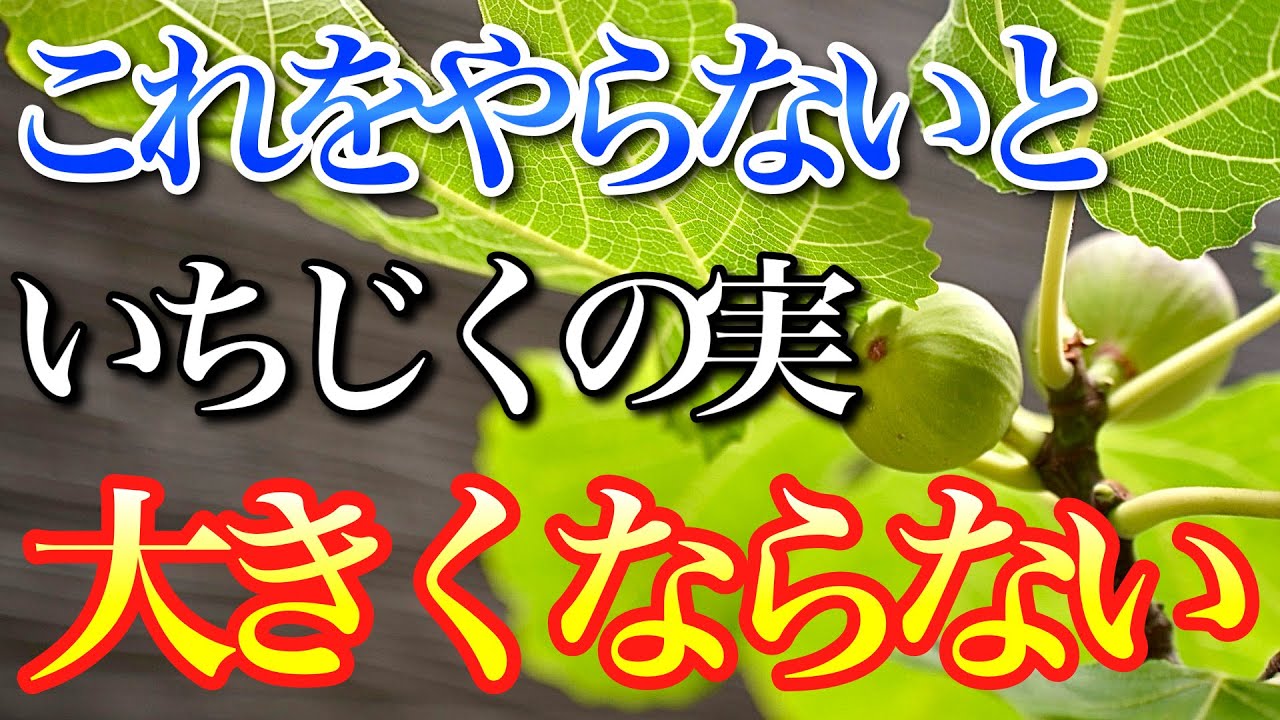 【いちじく】実が膨らみだしたらコレをやらないと大きくなりません