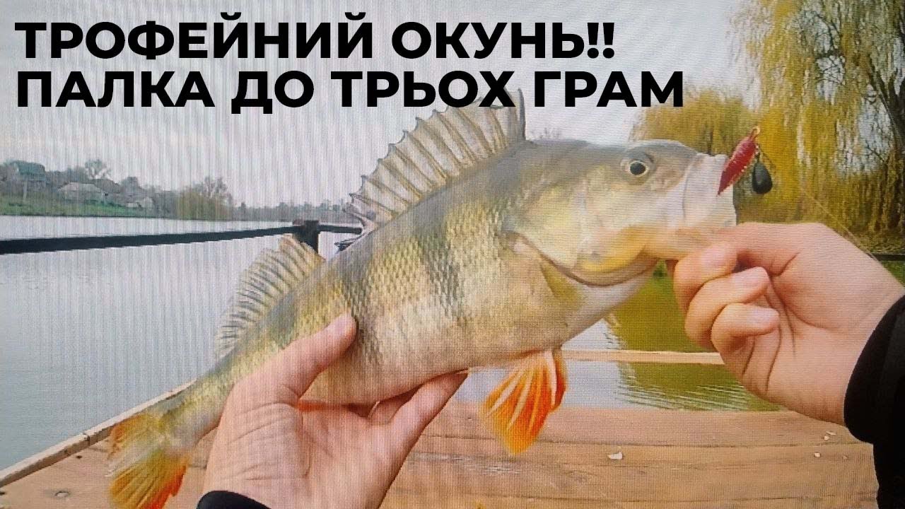 ТРОФЕЙНИЙ ОКУНЬ НА НАНО ДЖИГ! azura safina light game 0.2-3 грами