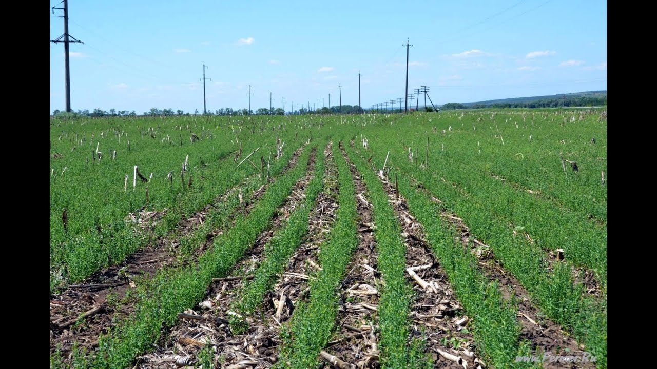 Посевы льна. Технология No-Till. КФХ 