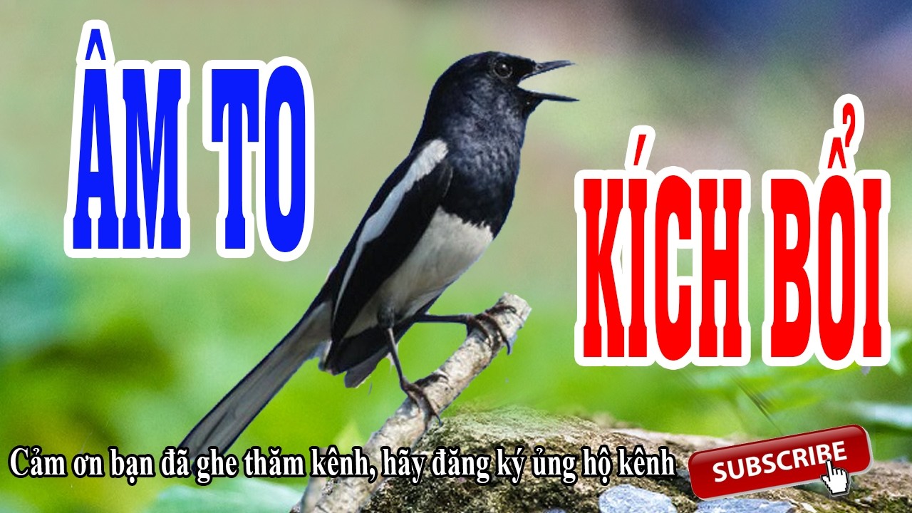 Chòe than mộc già rừng hót cực sung - Chòe than mộc hót - Chim Hót Âm To