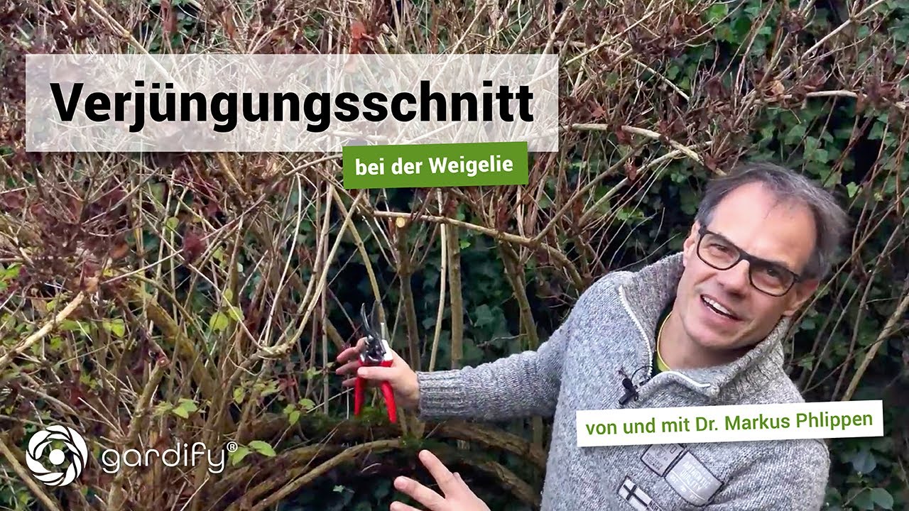 Verjüngungsschnitt bei der Weigelie  | gardify Tipps