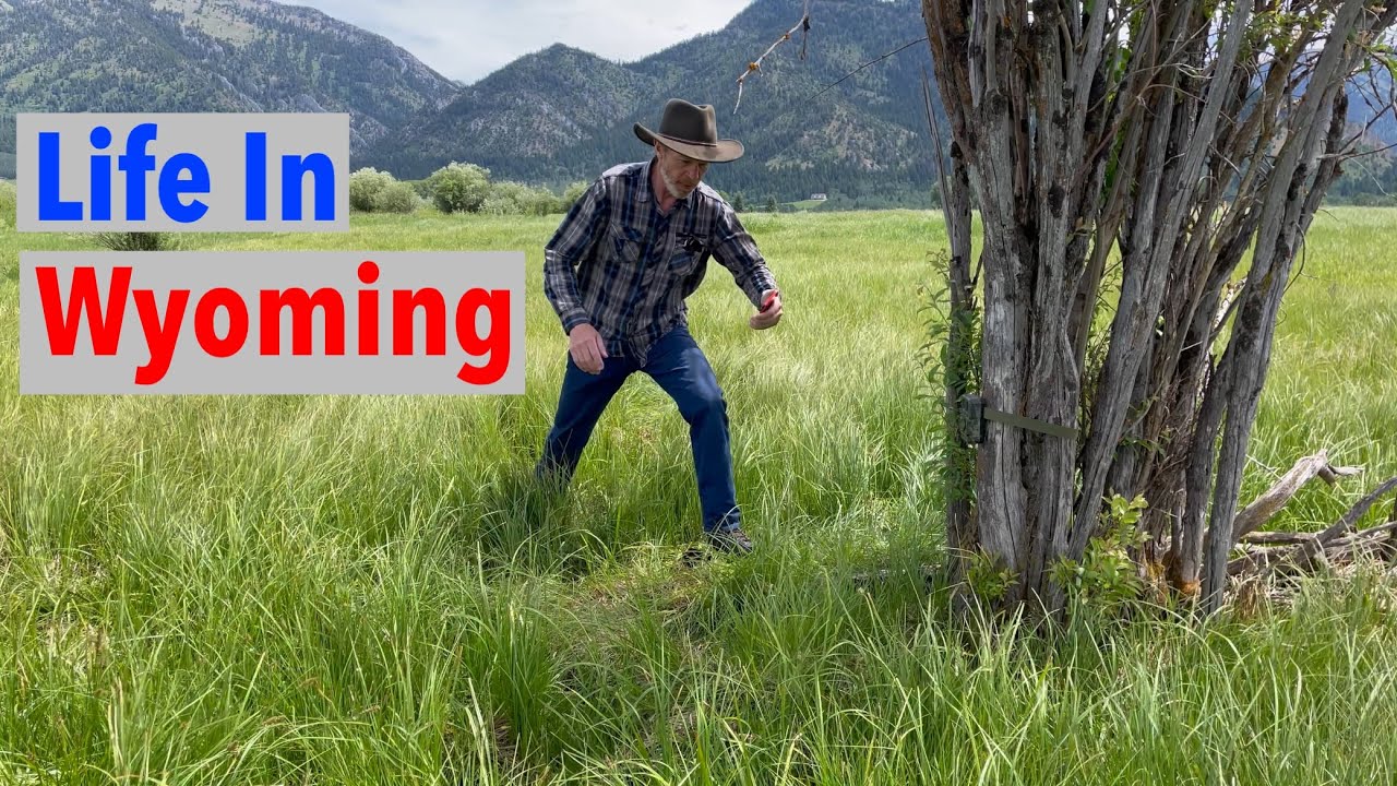 What is Happening in Wyoming? Harassing Wildlife