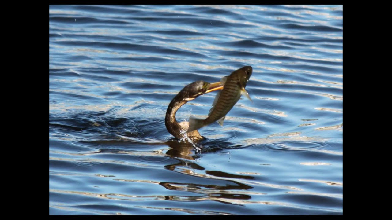 Bird swallows whole fish - Anhinga (water turkey)