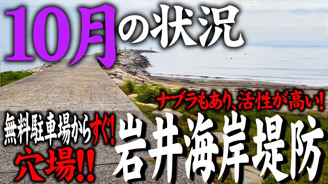 【岩井海岸堤防】鳥の大群が舞う！活性が高い穴場スポット！！実釣前にご覧ください。～2025.10.12～