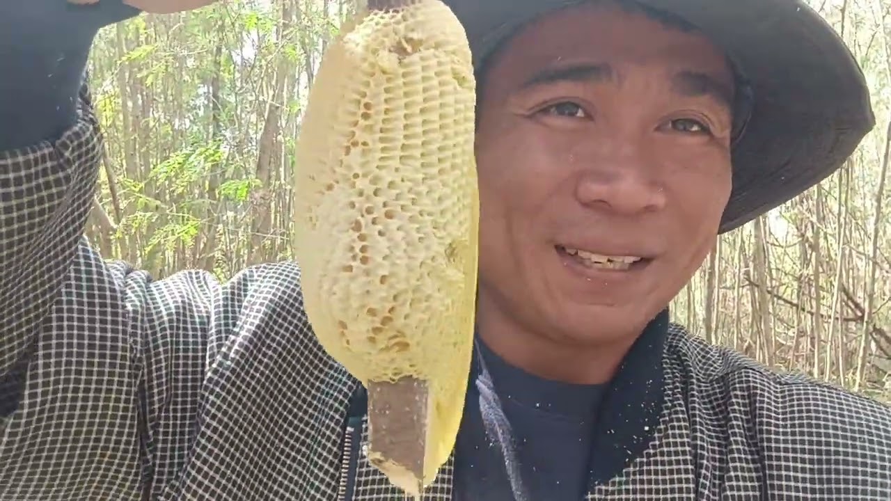 พรานมาตีผึ้งหลวงทิ้งไฟแชคไว้ให้เราดู